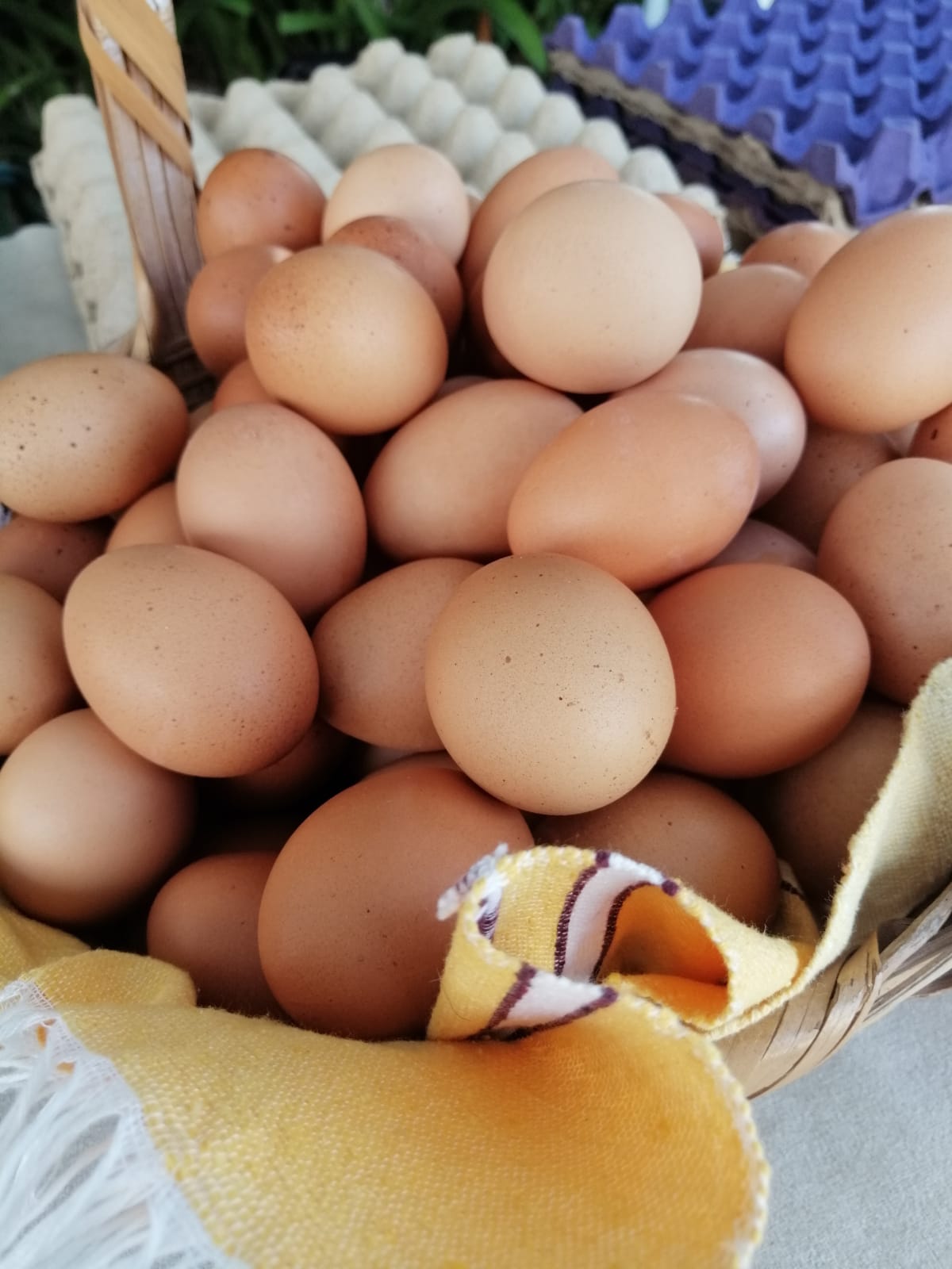 Docena de huevos